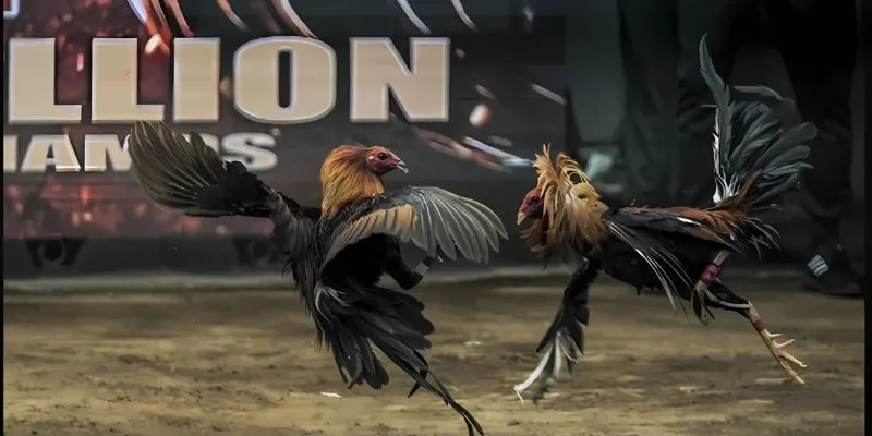 Đá gà cựa sắt