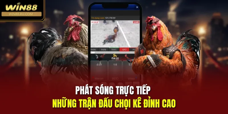 Phát sóng trực tiếp những trận đấu chọi kê đỉnh cao